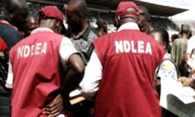 NDLEA Arrests Nigeria Musician, Uncovers Lagos Illicit Drug Laboratory