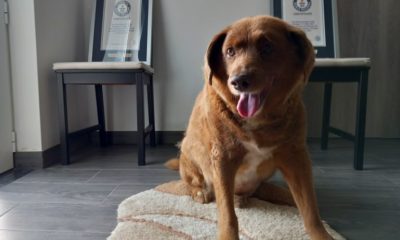World’s oldest dog, dies at age 31