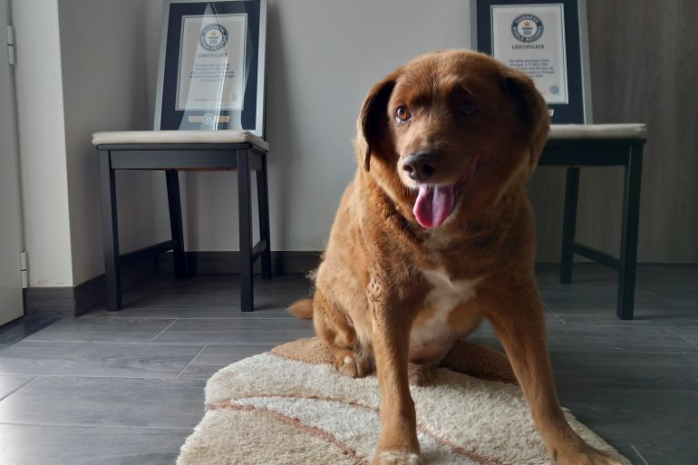 World’s oldest dog, dies at age 31