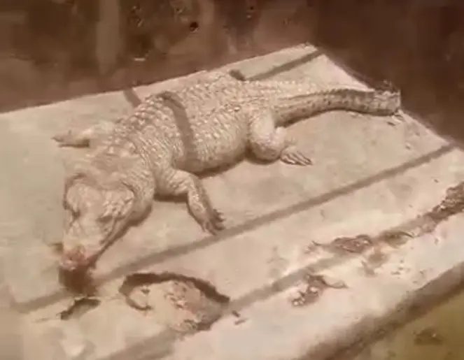 Residents mourn as 84-year-old crocodile dies in Ibadan