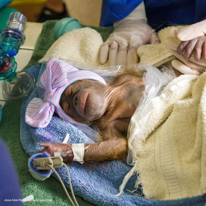 A baby gorilla was delivered early via an emergency cesarean section at the Forth Worth Zoo last month after her mother faced "life-threa