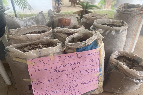 Customs arrest suspected smuggler with Pangolin scales worth N3.9billion