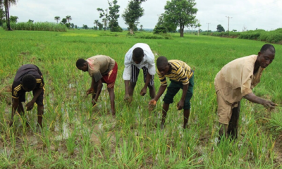 Farmers predict worsening food crisis, blame fuel subsidy removal, insecurity