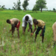 Farmers predict worsening food crisis, blame fuel subsidy removal, insecurity