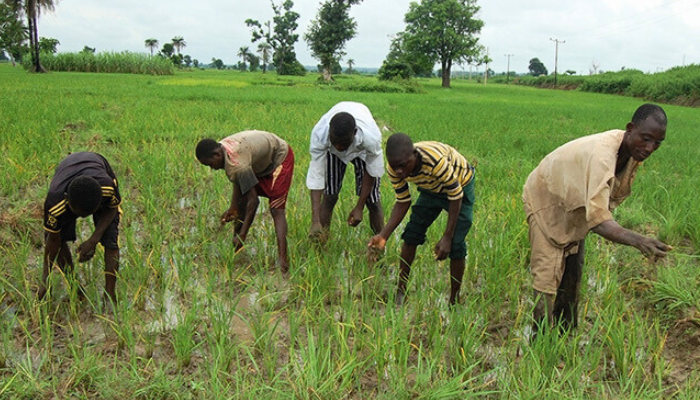 Farmers predict worsening food crisis, blame fuel subsidy removal, insecurity