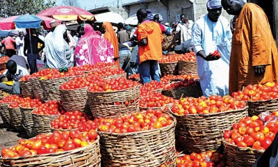 As bumper harvests are being reported in various parts of Nigeria, the anticipated impact on the prices of farm produce has sparked a mixed