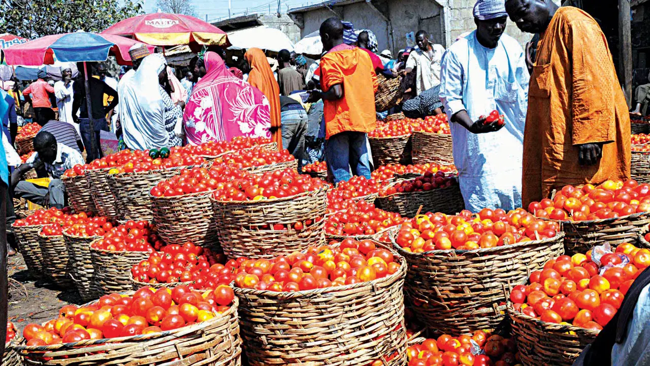 As bumper harvests are being reported in various parts of Nigeria, the anticipated impact on the prices of farm produce has sparked a mixed