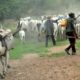 Herders invade Osun Govt farm settlement, destroy harvest