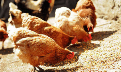 FG empowers 700 poultry, cassava farmers in Edo