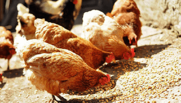 FG empowers 700 poultry, cassava farmers in Edo
