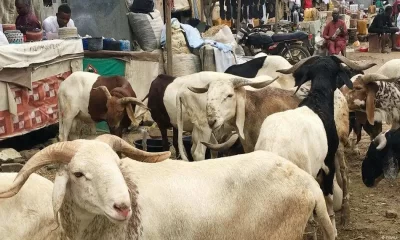 Ileya 2025: Five states to buy cheap rams