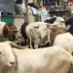 Ileya 2025: Five states to buy cheap rams