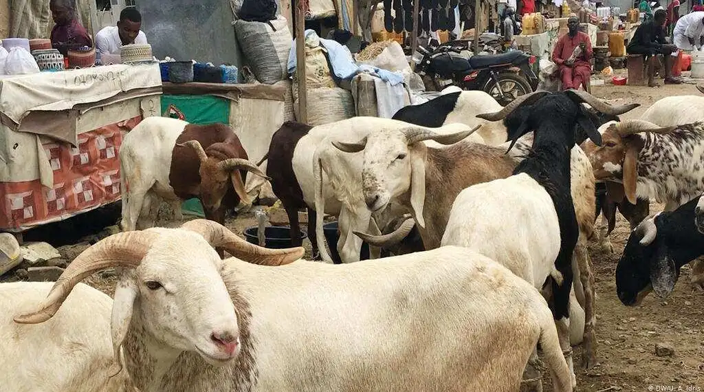 Ileya 2025: Five states to buy cheap rams