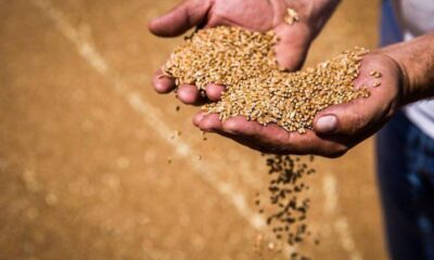 Panic Hits FG Over High Wheat Import Costs