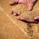 Panic Hits FG Over High Wheat Import Costs