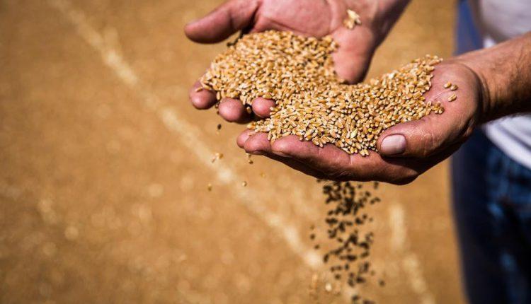 Panic Hits FG Over High Wheat Import Costs