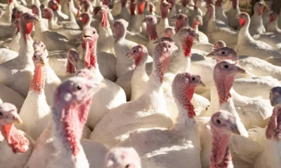 Bird Flu Outbreak Threatens Christmas Turkey Sales
