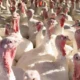 Bird Flu Outbreak Threatens Christmas Turkey Sales