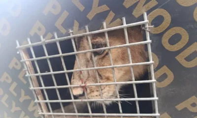 Customs Intercepts Endangered Lion, Patas Monkeys at Seme Border
