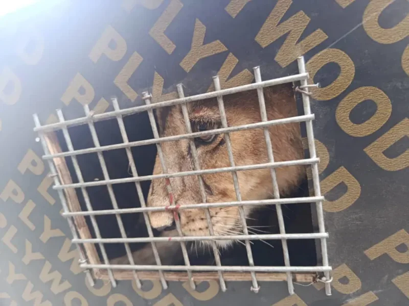 Customs Intercepts Endangered Lion, Patas Monkeys at Seme Border