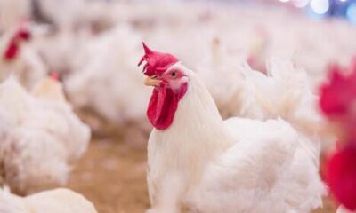 Prices Of Chicken: What Families Should Expect This Christmas